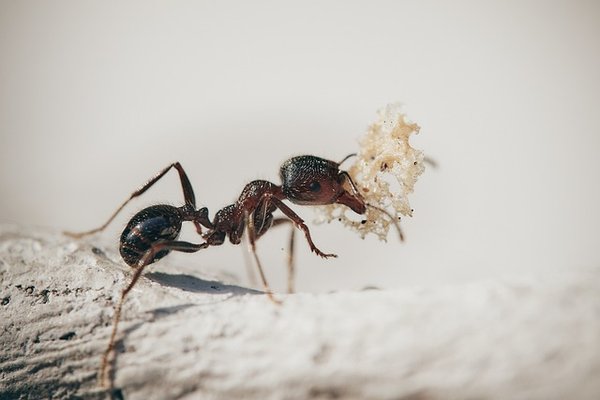 Comment lutter contre l'invasion des fourmis ?