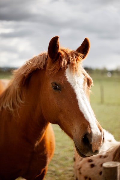 Le cheval ne se nourrit-il que de foin ?