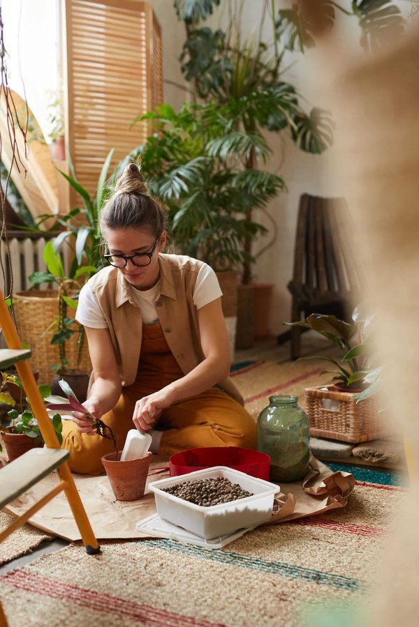 Les meilleures plantes d'intérieur pour purifier l'air de votre maison